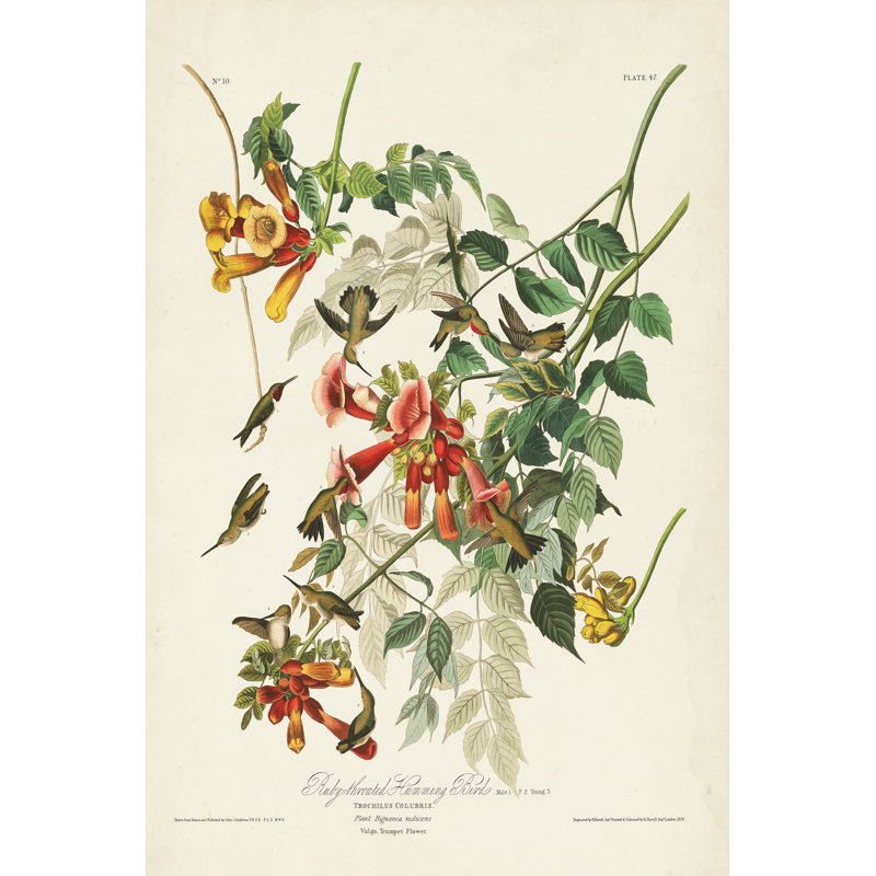" Pl 47 Ruby-Throated Hummingbird " by James Audubon Painting Print, 36" H x 24" W