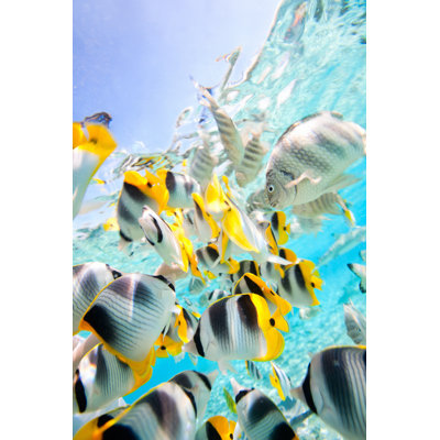 Butterfly Fish by Shalamov - Wrapped Canvas Print