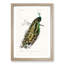 Indian Peacock by Charles D Orbigny - Framed Print-55769173-55769168