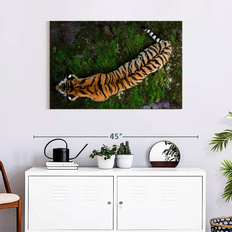 Brampt Tiger From Above, 24" H x 36" W