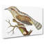 Wryneck Woodpecker by George Shaw - Wrapped Canvas-55299714
