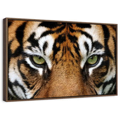 Brampt regard d'un tigre