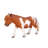 Shetland Pony
