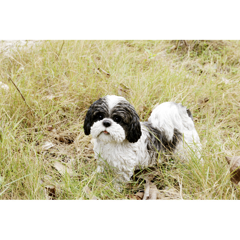 Shih Tzu debout