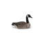 Sitting Canadian Goose Garden Statue