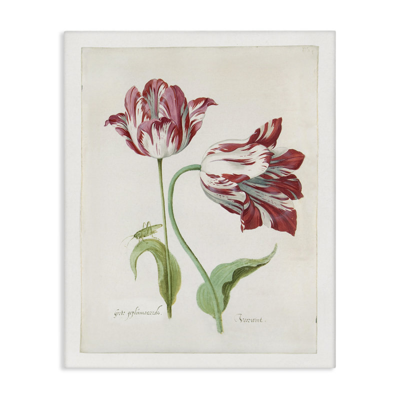 "Classic Tulip Study" par Jacob Marrel, H 30 po x l 24 po