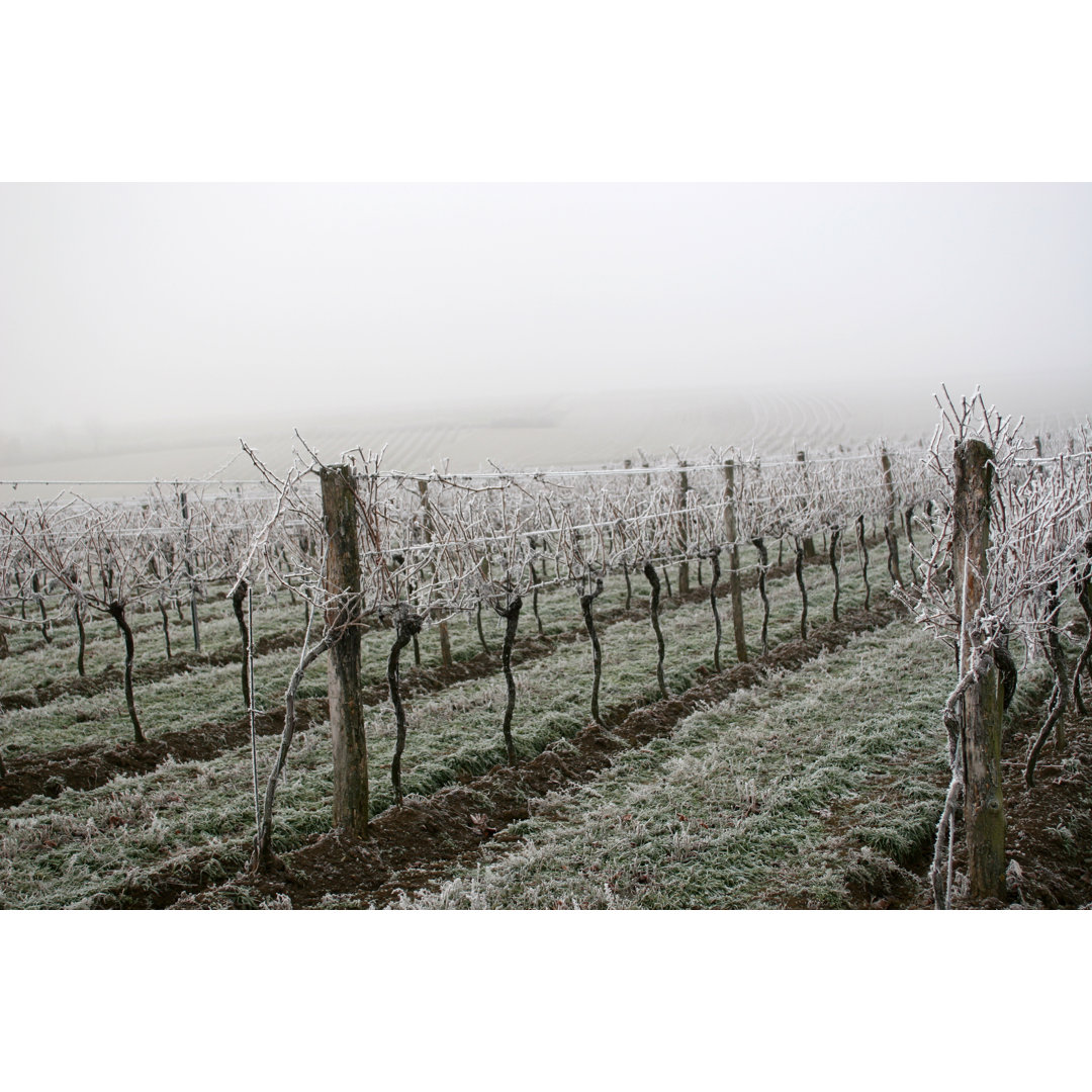 Frozen Vineyard von AarStudio - Kunstdrucke