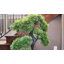 Bonsai artificiel 63,3 po dans un grand pot de fleurs en pierre beige parfait pour une utilisation intérieure et extérieure