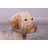 Tan Laying Labrador Life Size Statue