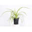 Live Spider Plant