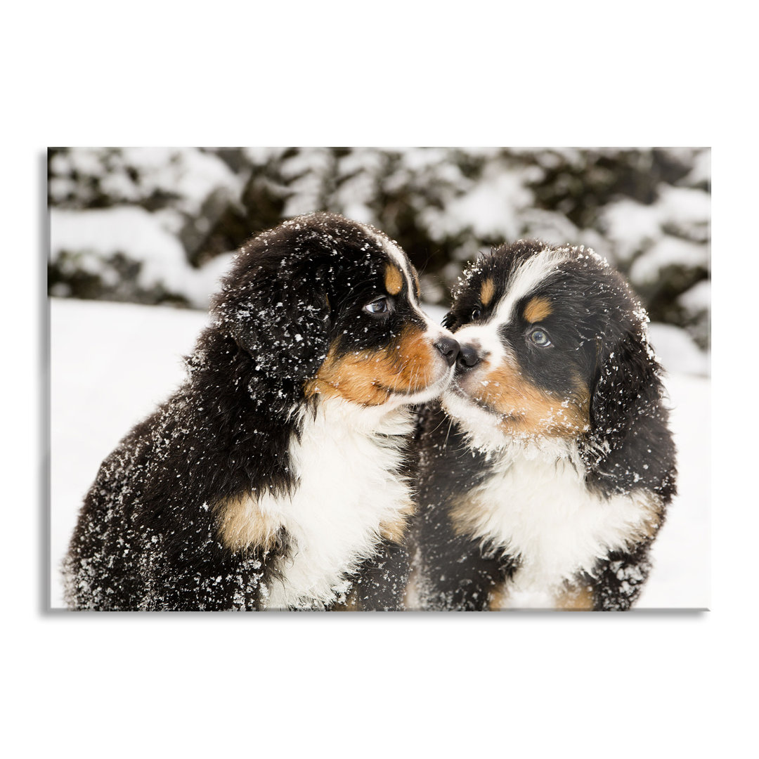 Ungerahmtes Foto auf Glas "Bernese Mountain Dog Puppies"