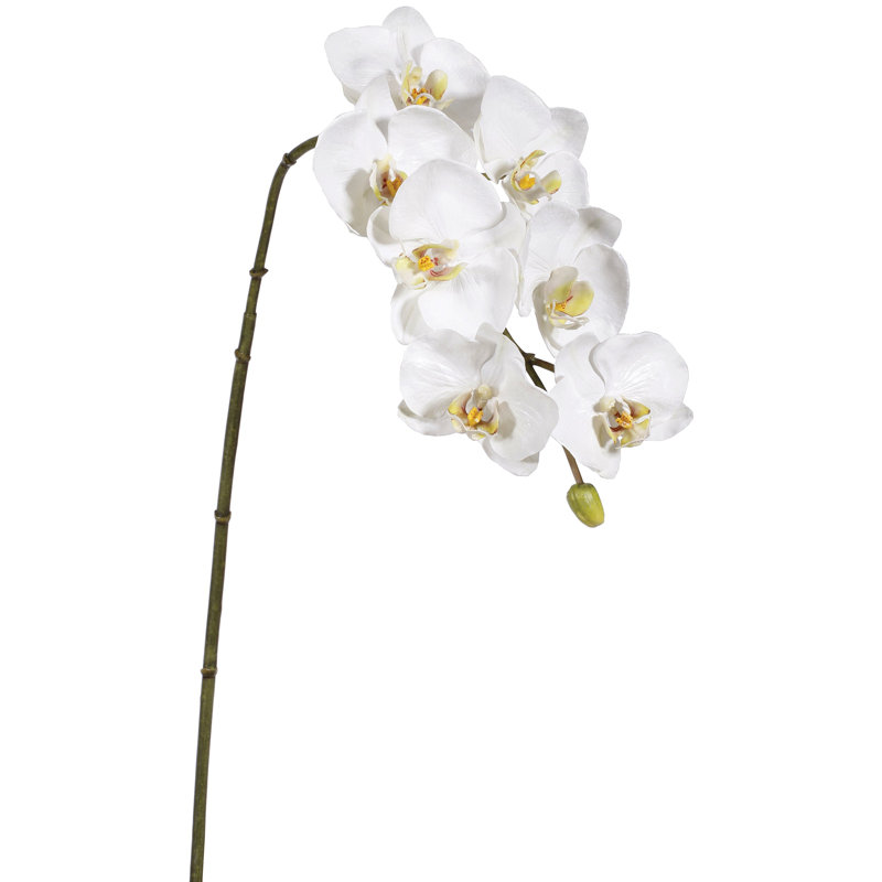 33,5 po d'orchidée phalaenopsis vaporisateur x7 (2 tiges par boîte)