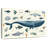 Sea Animals-107673851