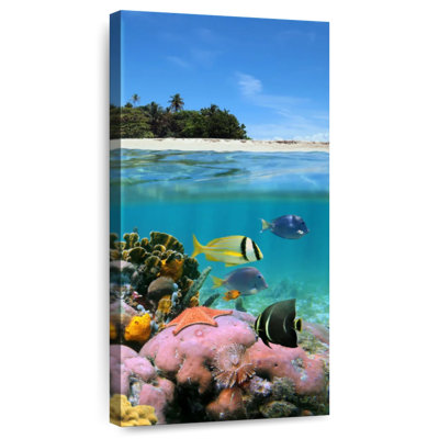 Nicaraguan Sea Life