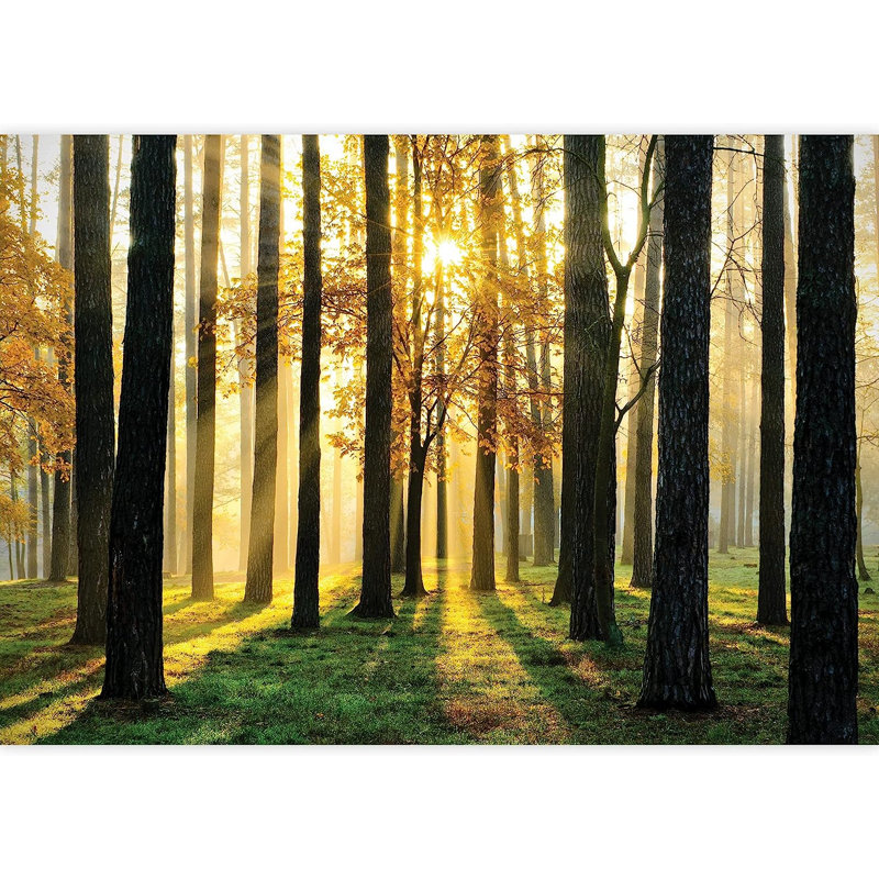 Murale Lever de soleil La forêt du matin, L 66 po x l 96 po