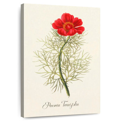 Paeonia Tenuifolia