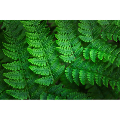 «Lady-Fern» (Athyrium Filix-Femina), reproduction d'affiche par Alan Majchrowicz (24 x 18) # US48ama0107