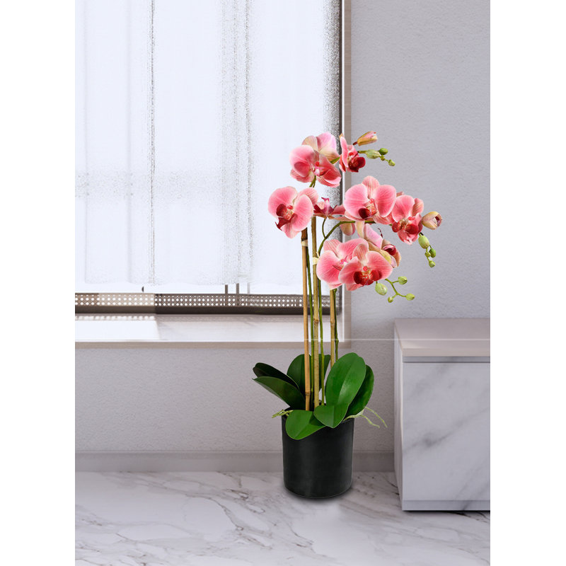 Orchids Arrangement in Pot
