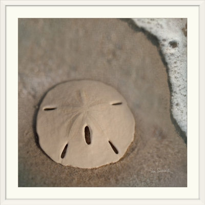 " Sand Surf Sand Dollar " by Sue Schlabach