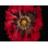 Harold Davis - Papaver Hybridium 'Naughty Nineties' Print by Harold Davis