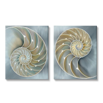 " Intricate Nautilus Interior Natural Geometric " by Caroline Kelly