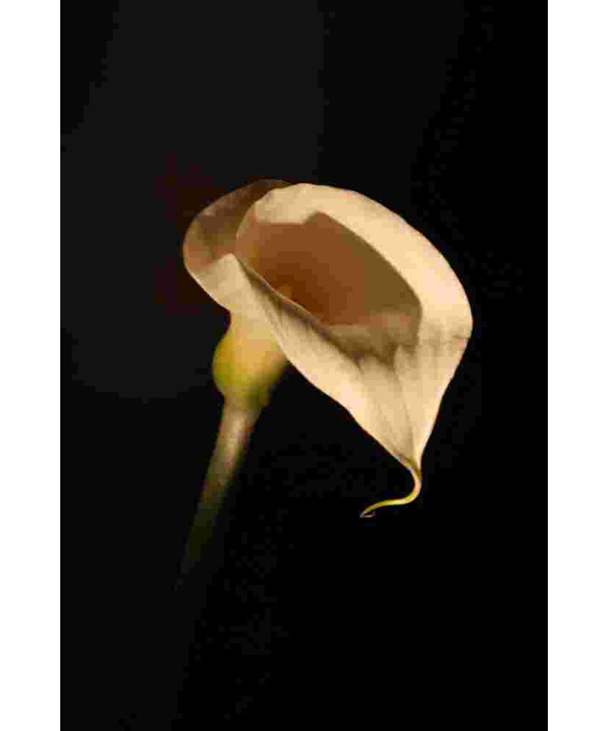 Photographie de fleur blanche sur fond noir - Toile tendue, H 36 po x l 24 po