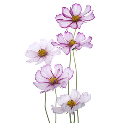 Cosmos - impression sur toile tendue