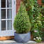 Reinforced Stone Bowl Planter, Faceted Shallow Planter, Bonsai Pot-1661337766-1661337767