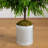 5' Pine Christmas Tree