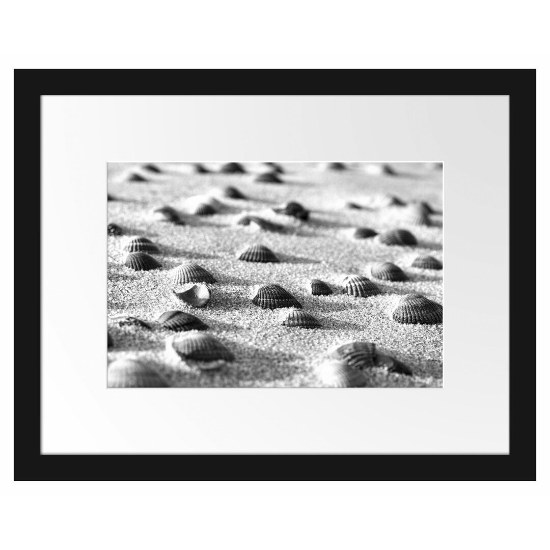 Muscheln im Sand Gerahmter Fotokunstdruck Poster