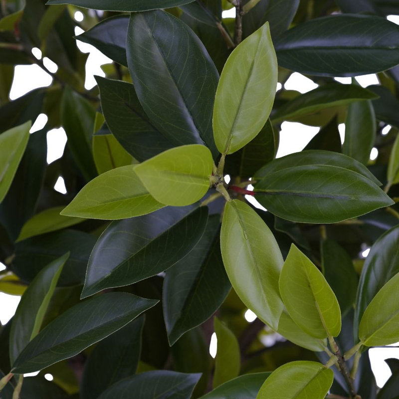 6' Artificial Laurel Tree