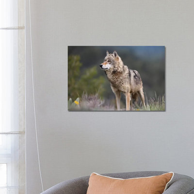 Grey Wolf, North America II by Tim Fitzharris - Wrapped Canvas Print