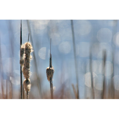 Light Dance On Cattails II by Leda Robertson - Wrapped Canvas Print
