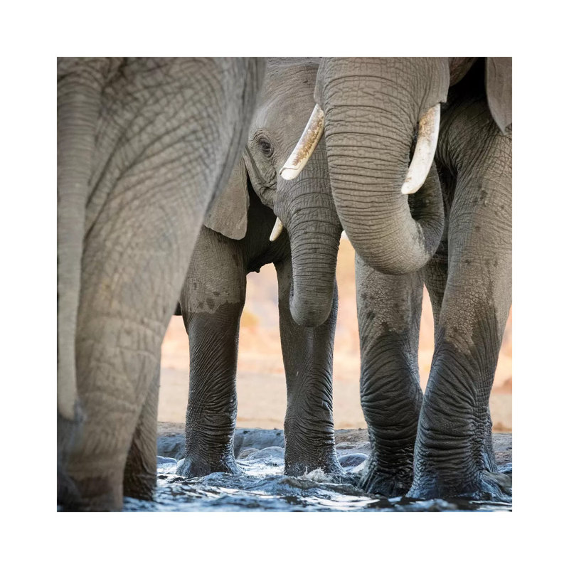 Africa, Botswana, Senyati Safari Camp. Elephant Feet and Trunk Close-Up at Waterhole 1 Piece Wrapped Canvas Wall Art