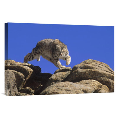 Colorado " 'Bobcat Leaping From Rocks' "