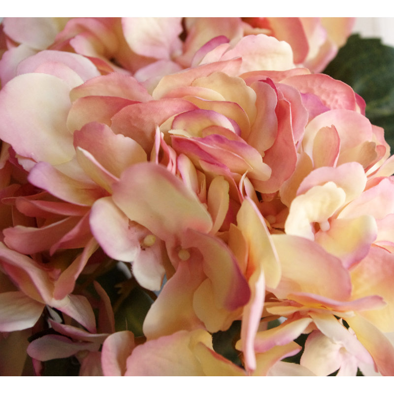 Tige d'hydrangée, Rose