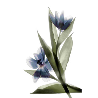 «Xray Tulip VI» par Judy Stalus, reproduction sur toile tendue
