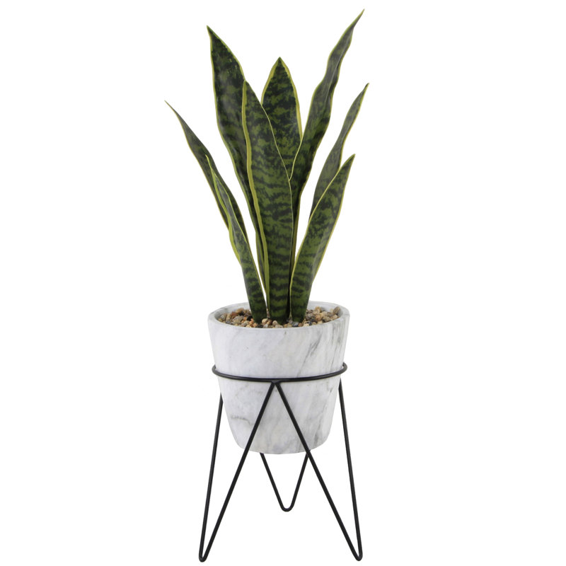 Plante de serpent dans un pot de fleurs