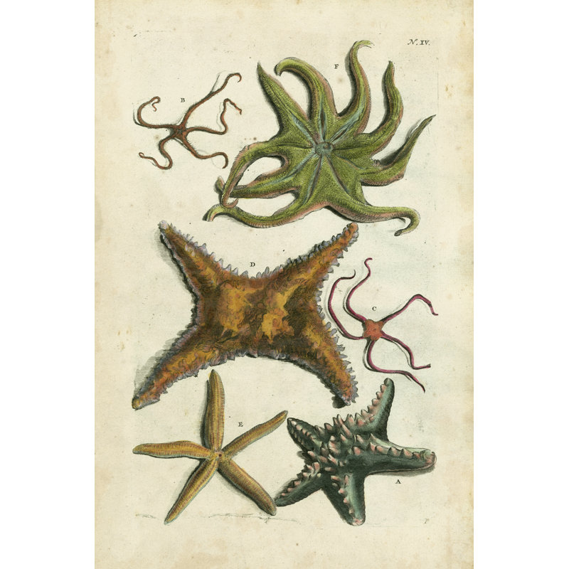 Starfish Illustré by Vision Studio - Painting on Canvas, 122 cm H x 81 cm W, Wrapped Canvas