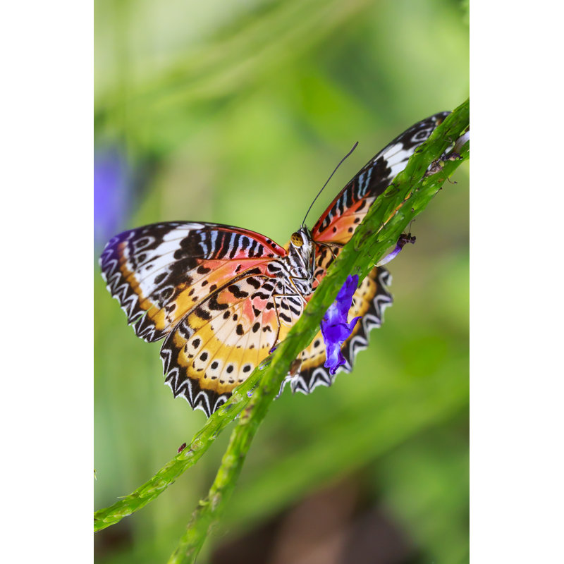 Osoba Red Lacewing - Wrapped Canvas Print, 46cm H x 30cm W x 3.8cm D