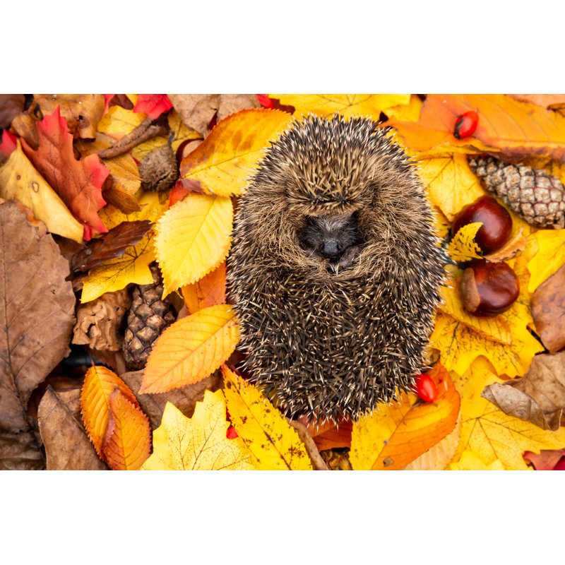 Hedgehog by Anne Coatesy - Wrapped Canvas Print, 51cm H x 76cm W