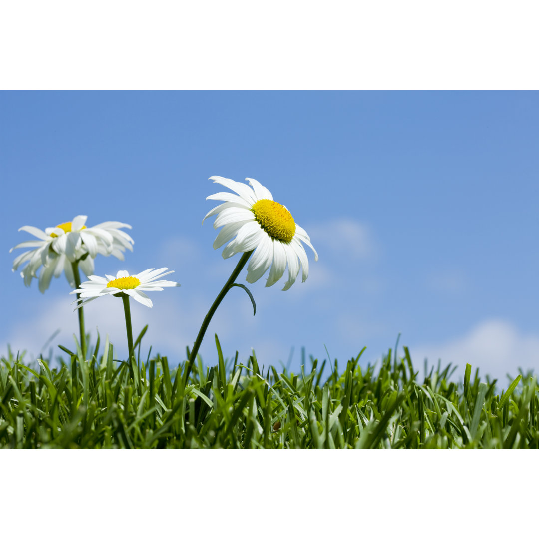 Gänseblümchen auf einem blauen Himmel - Leinwandbild