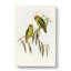 Coxens Parakeets by Elizabeth Gould - Wrapped Canvas-55371849