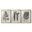 Blossfeldt Botanical I - reproduction sur mesure encadrée de qualité supérieure - 3 pièces-127340672-127340677