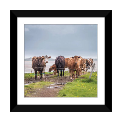 Troupeau de vaches de pâture, islande, reproduction de photo sur toile tendue