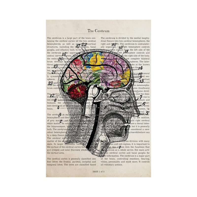 Brain Flower Collage Anatomy Print by Aged Pixel - Wrapped Canvas Print, 66.04 cm H x 45.72 cm W x 1.91 cm D
