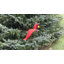 Art de jardin cardinal