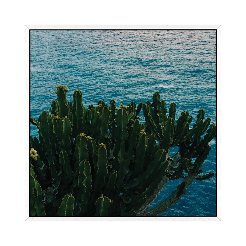 Amalfi Coast Cactus II by Bethany Young - Print on Canvas, 45.72cm H x 45.72cm W x 3.81cm D, White Framed