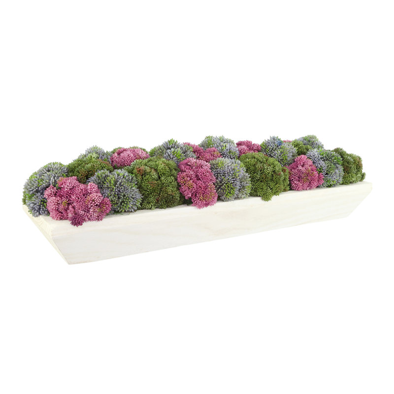 Sedum and Moss Arranged in Wood Planter, Purple/Red/Green