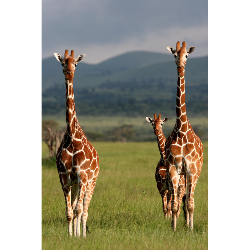 Giraffes In Africa - Wrapped Canvas Print, 76cm H x 51cm W x 3.8cm D
